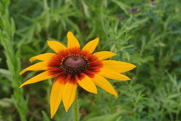 沈阳陵园是否允许拍摄？权威解答来了