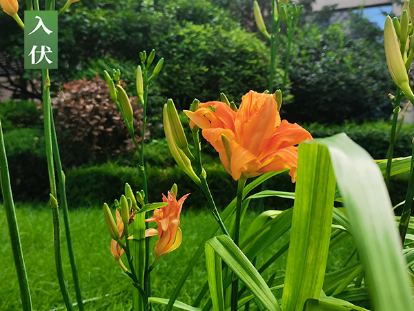 今日入伏，沈阳青云山公墓提醒入伏煮3白长夏不受苦，头伏第一天记得常做给家人吃